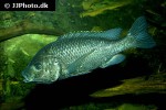 oreochromis lidole oreochromis lidole