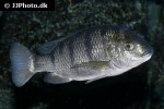 oreochromis lidole oreochromis lidole