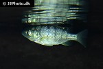 oreochromis lidole oreochromis lidole