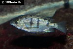 oreochromis lidole oreochromis lidole