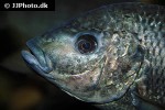 oreochromis lidole oreochromis lidole