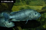 oreochromis lidole oreochromis lidole