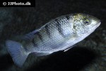 oreochromis lidole oreochromis lidole