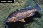 oreochromis lidole oreochromis lidole