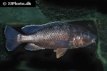 oreochromis lidole oreochromis lidole