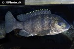 oreochromis lidole oreochromis lidole