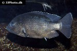 oreochromis lidole oreochromis lidole