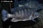 oreochromis lidole oreochromis lidole
