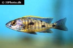 otopharynx lithobates otopharynx lithobates