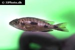 otopharynx lithobates otopharynx lithobates