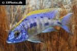 otopharynx lithobates otopharynx lithobates