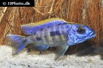 otopharynx lithobates otopharynx lithobates
