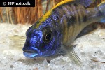 otopharynx lithobates otopharynx lithobates