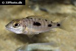 otopharynx species roxy otopharynx species roxy