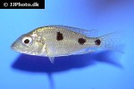 otopharynx tetrastigma otopharynx tetrastigma