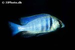 placidochromis electra placidochromis electra