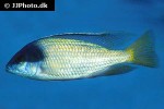 placidochromis electra placidochromis electra