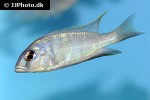 placidochromis electra placidochromis electra