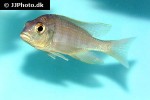 placidochromis electra placidochromis electra