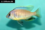 placidochromis electra placidochromis electra