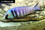 placidochromis electra placidochromis electra