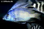 placidochromis milomo placidochromis milomo