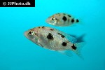 placidochromis milomo placidochromis milomo