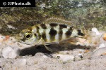 placidochromis milomo placidochromis milomo