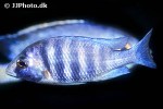 placidochromis phenochilus placidochromis phenochilus