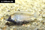 placidochromis phenochilus placidochromis phenochilus
