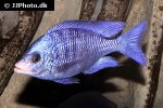placidochromis phenochilus placidochromis phenochilus