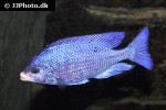 placidochromis phenochilus placidochromis phenochilus