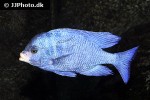 placidochromis phenochilus placidochromis phenochilus