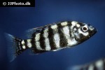 placidochromis species johnstoni solo placidochromis species johnstoni solo