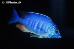 placidochromis species mbamba placidochromis species mbamba