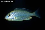 placidochromis species mbamba placidochromis species mbamba