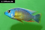protomelas fenestratus protomelas fenestratus