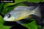 protomelas fenestratus protomelas fenestratus
