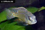 protomelas fenestratus protomelas fenestratus