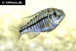 protomelas fenestratus protomelas fenestratus