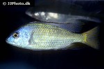 protomelas pleurotaenia protomelas pleurotaenia