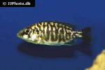 protomelas species steveni protomelas species steveni