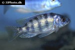 protomelas species taiwan red protomelas species taiwan red