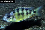 protomelas spilonotus protomelas spilonotus