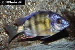 protomelas spilonotus protomelas spilonotus