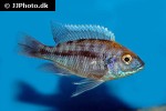 protomelas spilonotus protomelas spilonotus