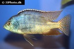 protomelas taeniolatus protomelas taeniolatus