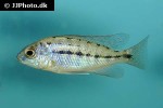 protomelas taeniolatus protomelas taeniolatus