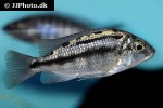 protomelas taeniolatus protomelas taeniolatus