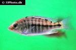 protomelas taeniolatus protomelas taeniolatus